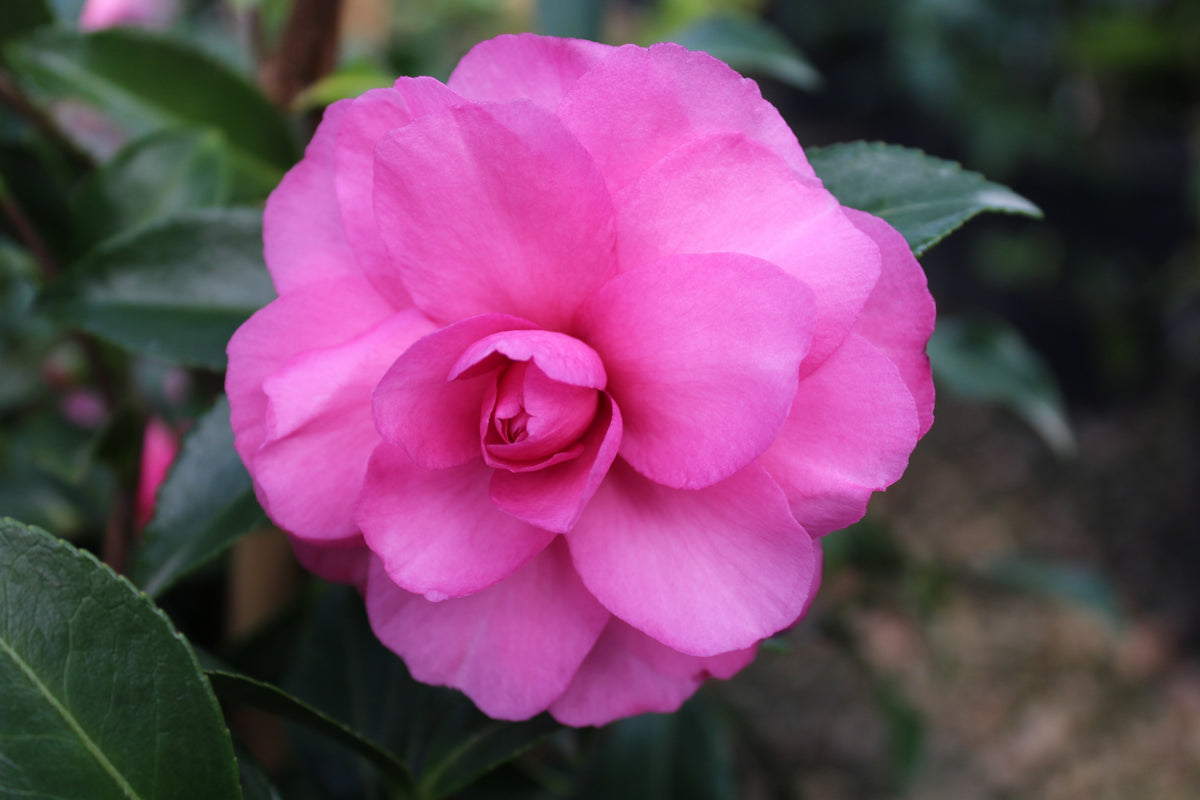 Camellia sas. 'Chansonette'
