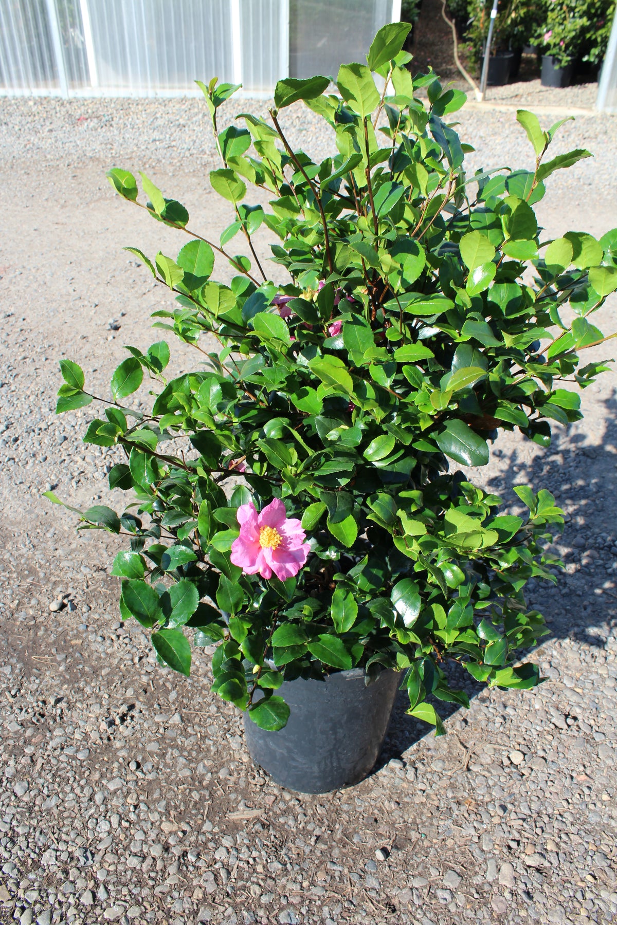 Camellia sas. 'Cleopatra' (rose)