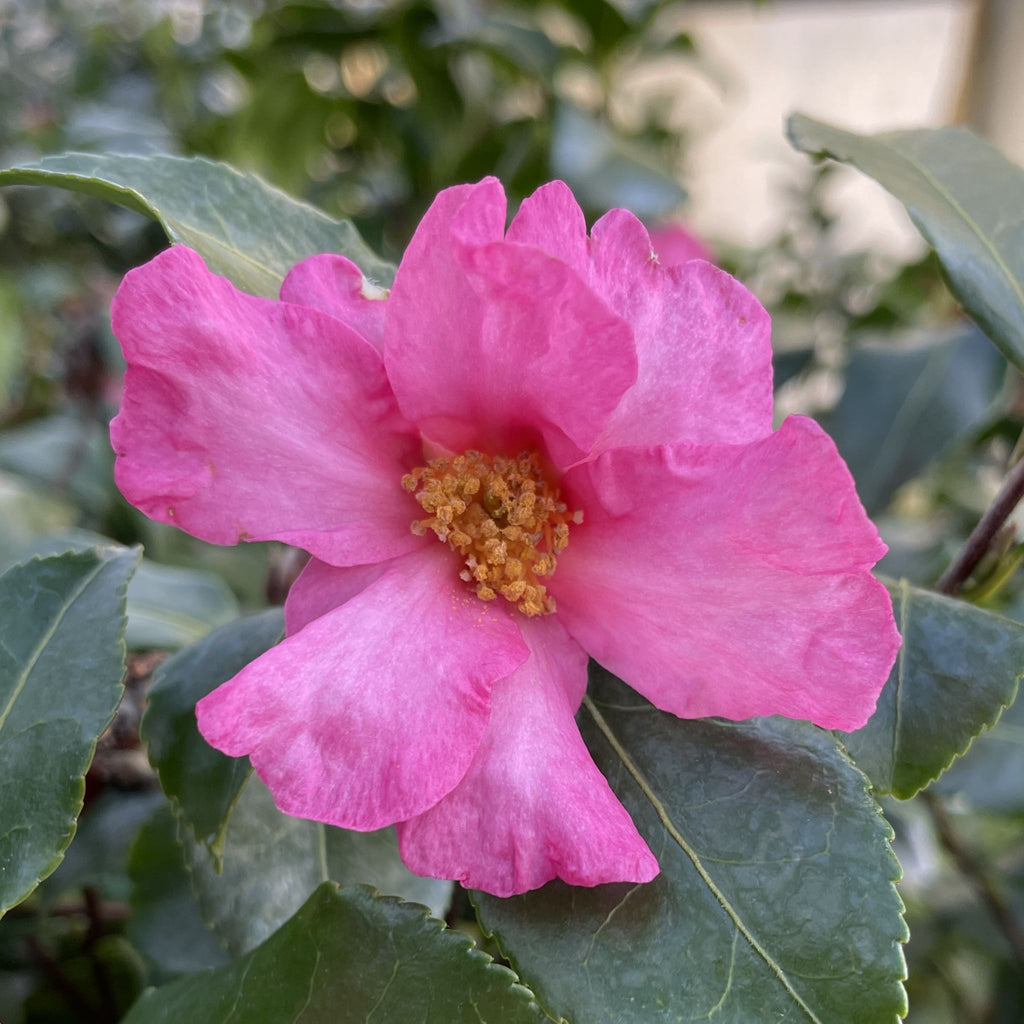 Camellia sas. 'Cleopatra' (rose)