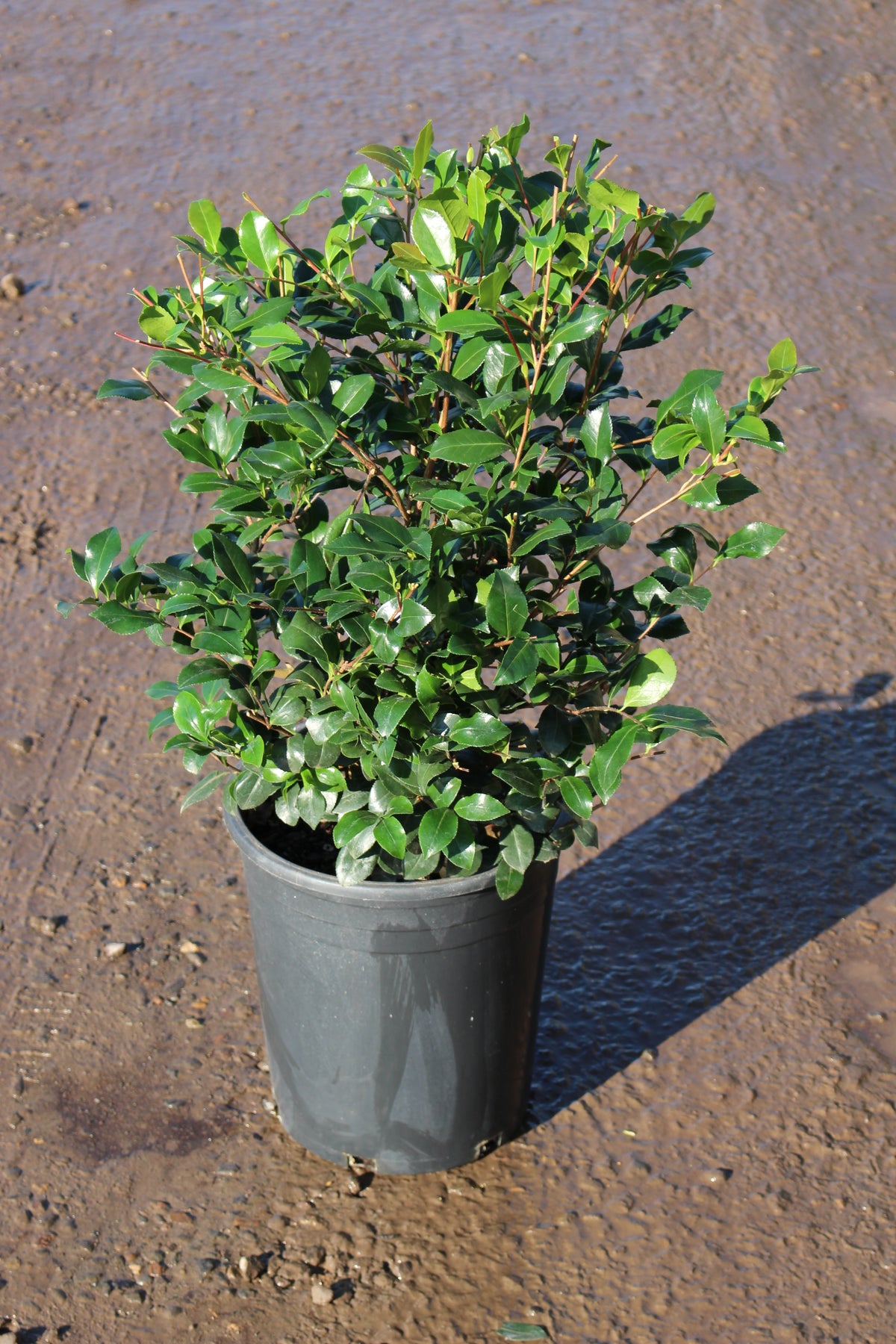 Camellia sas. 'Cleopatra' (rose)