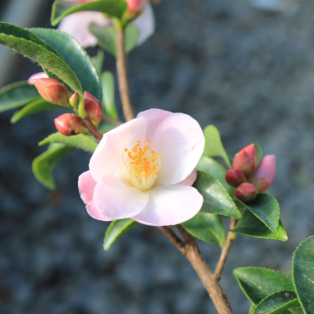 Camellia sas. 'Fairy Blush' (pink)