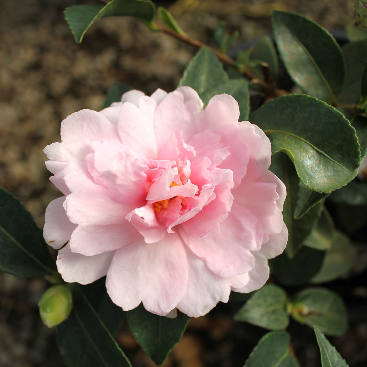 Camellia sas. 'Jean May' (pink)