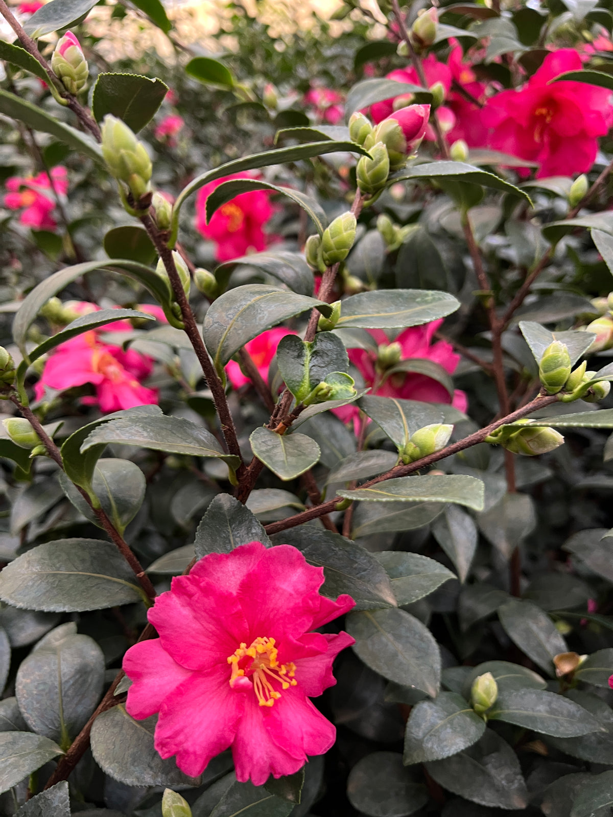 Camellia sas. 'Kanjiro' (rose), ESPALIER