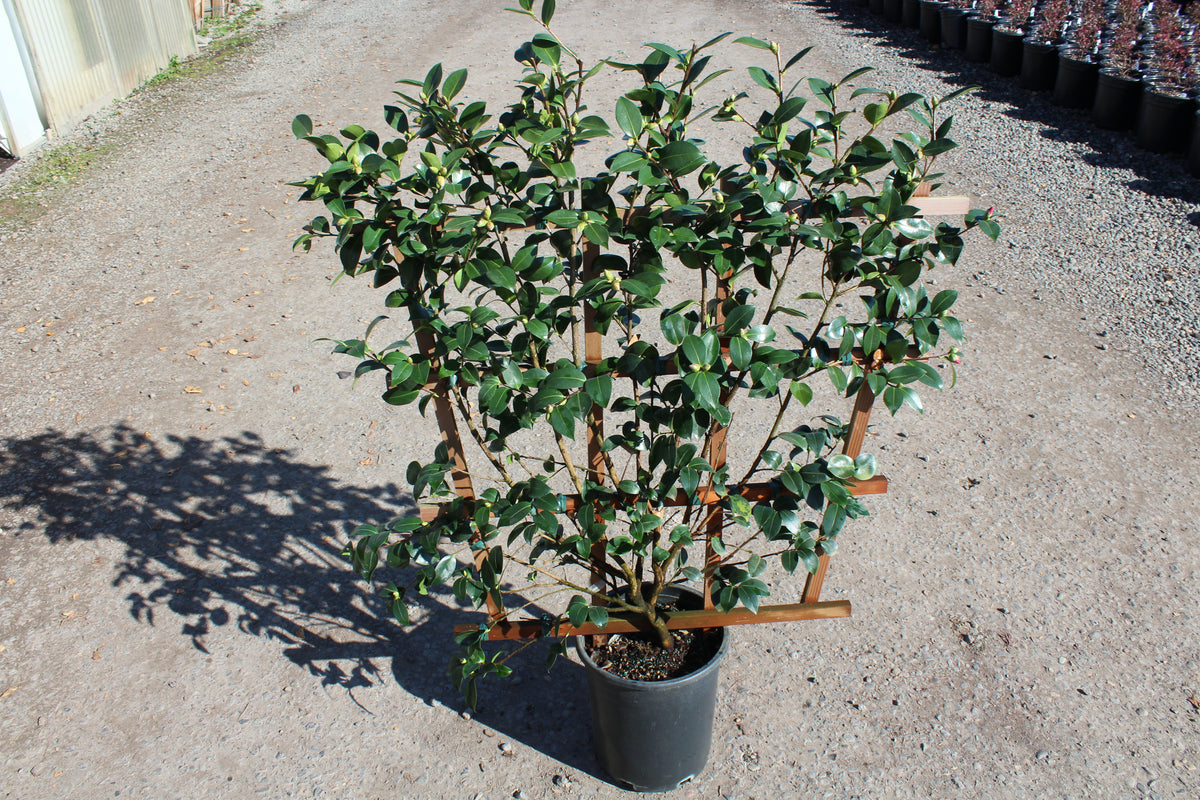 Camellia sas. 'Kanjiro' (rose), ESPALIER