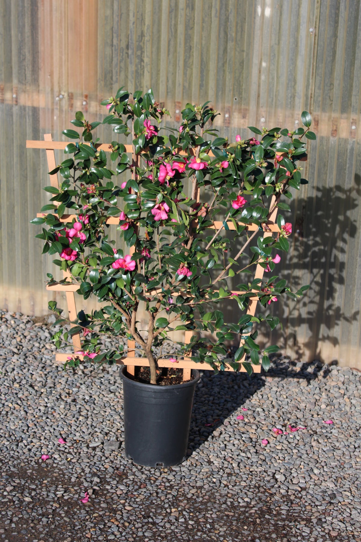 Camellia sas. 'Kanjiro' (rose), ESPALIER