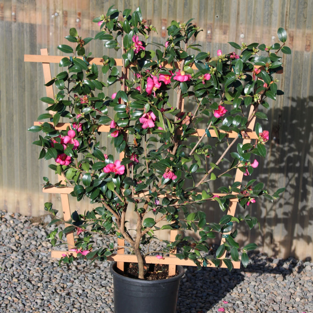 Camellia sas. 'Kanjiro' (rose) ESPALIER