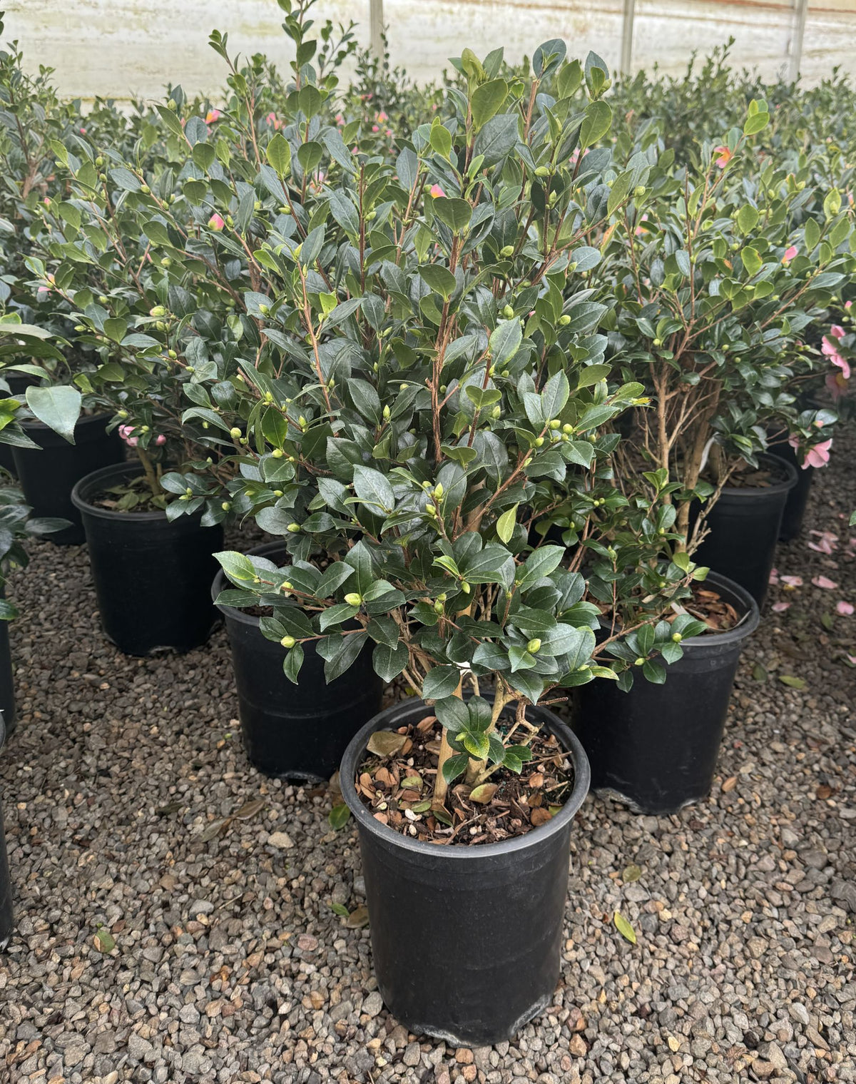 Camellia sas. 'Pink Yuletide' (pink)