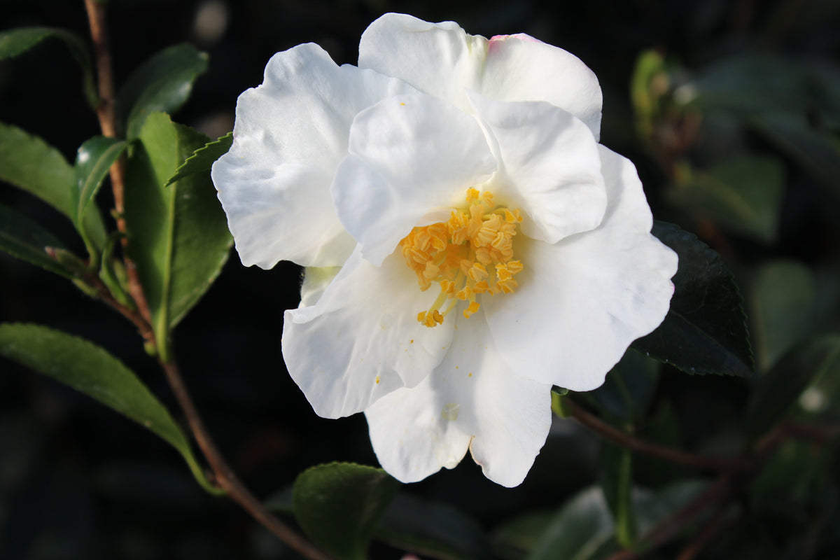 Camellia sas. 'Setsugekka' (white)