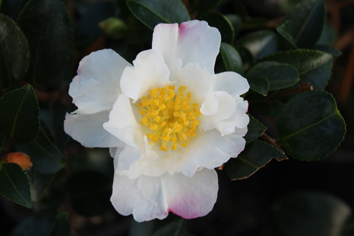 Camellia sas. 'Setsugekka' (white)