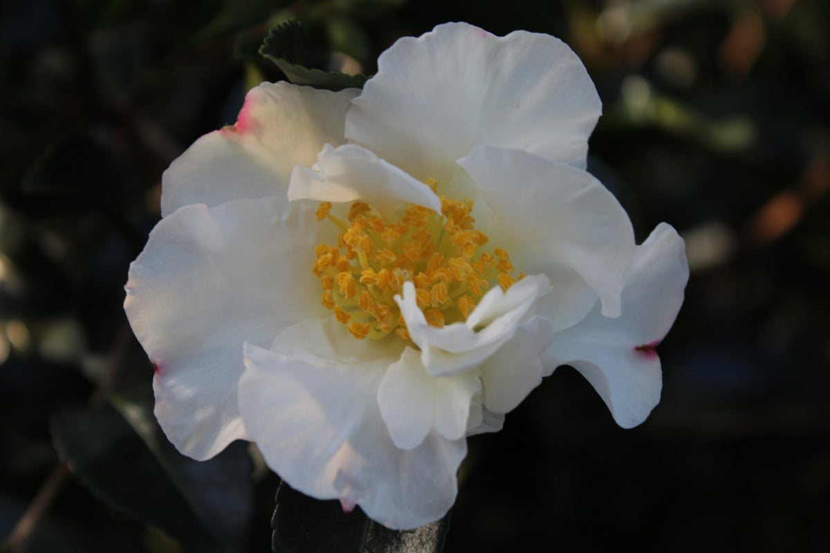 Camellia sas. 'Setsugekka' (white)