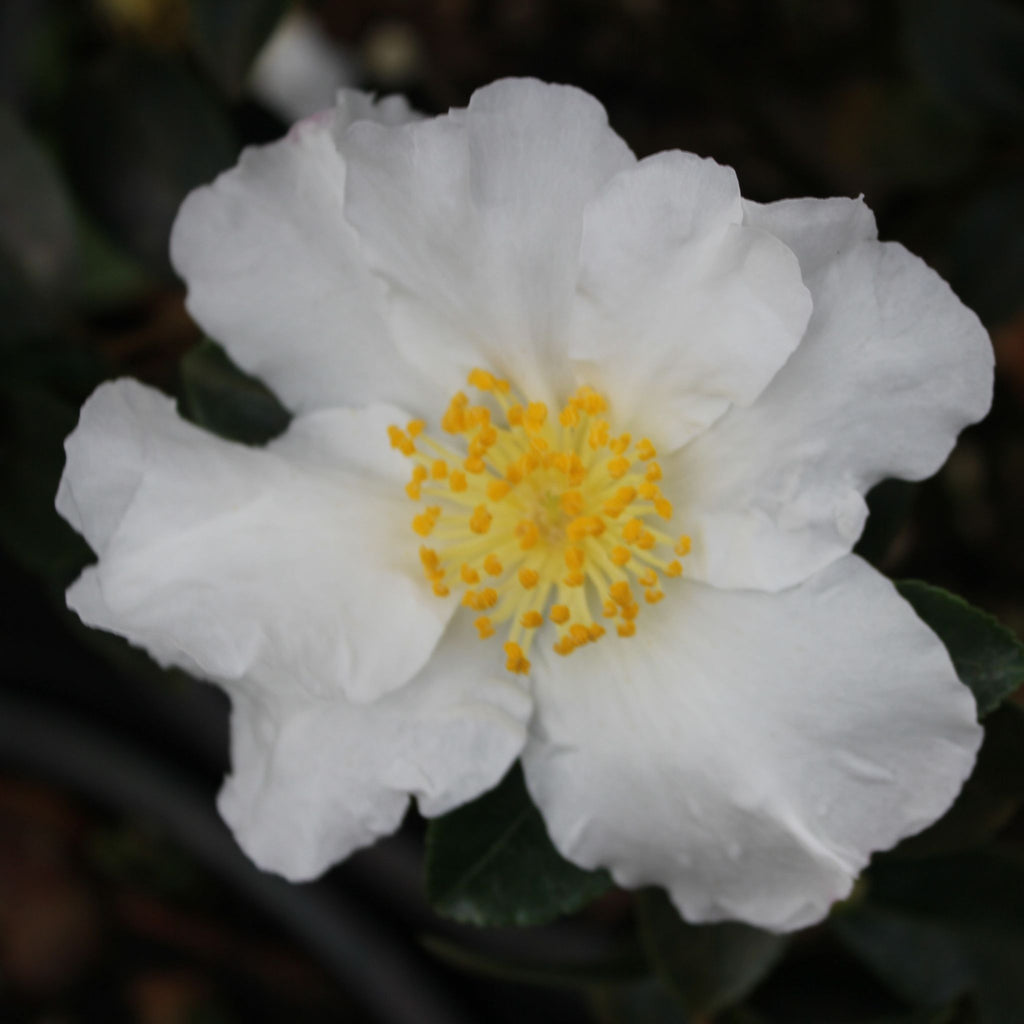 Camellia sas. 'Setsugekka' (white)