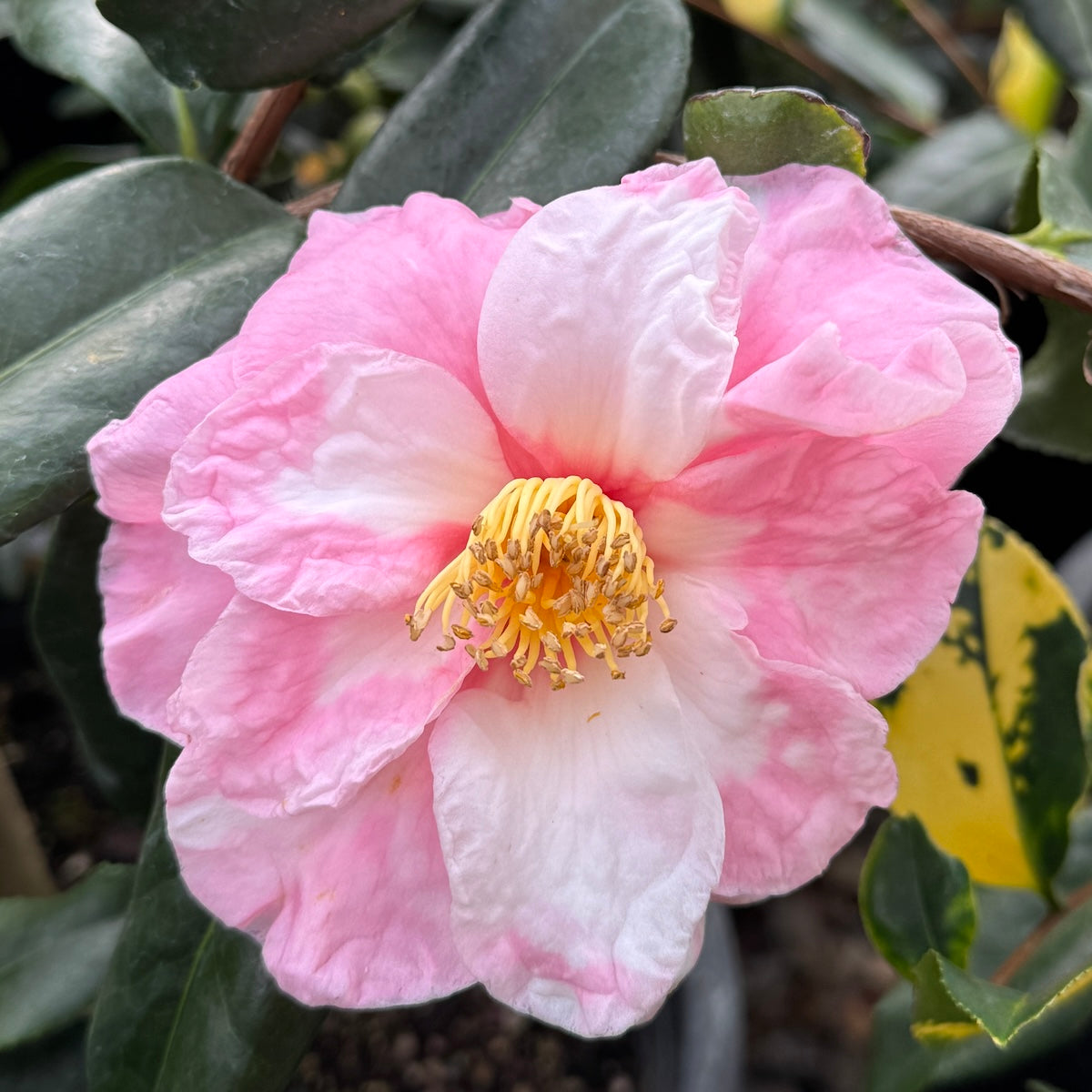 Camellia sas. 'Shibori-egao' (white/pink)