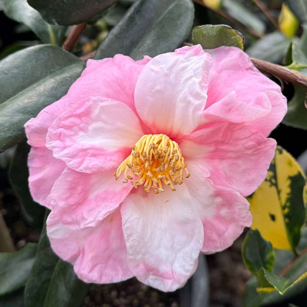 Camellia sas. 'Shibori-egao' (white/pink)