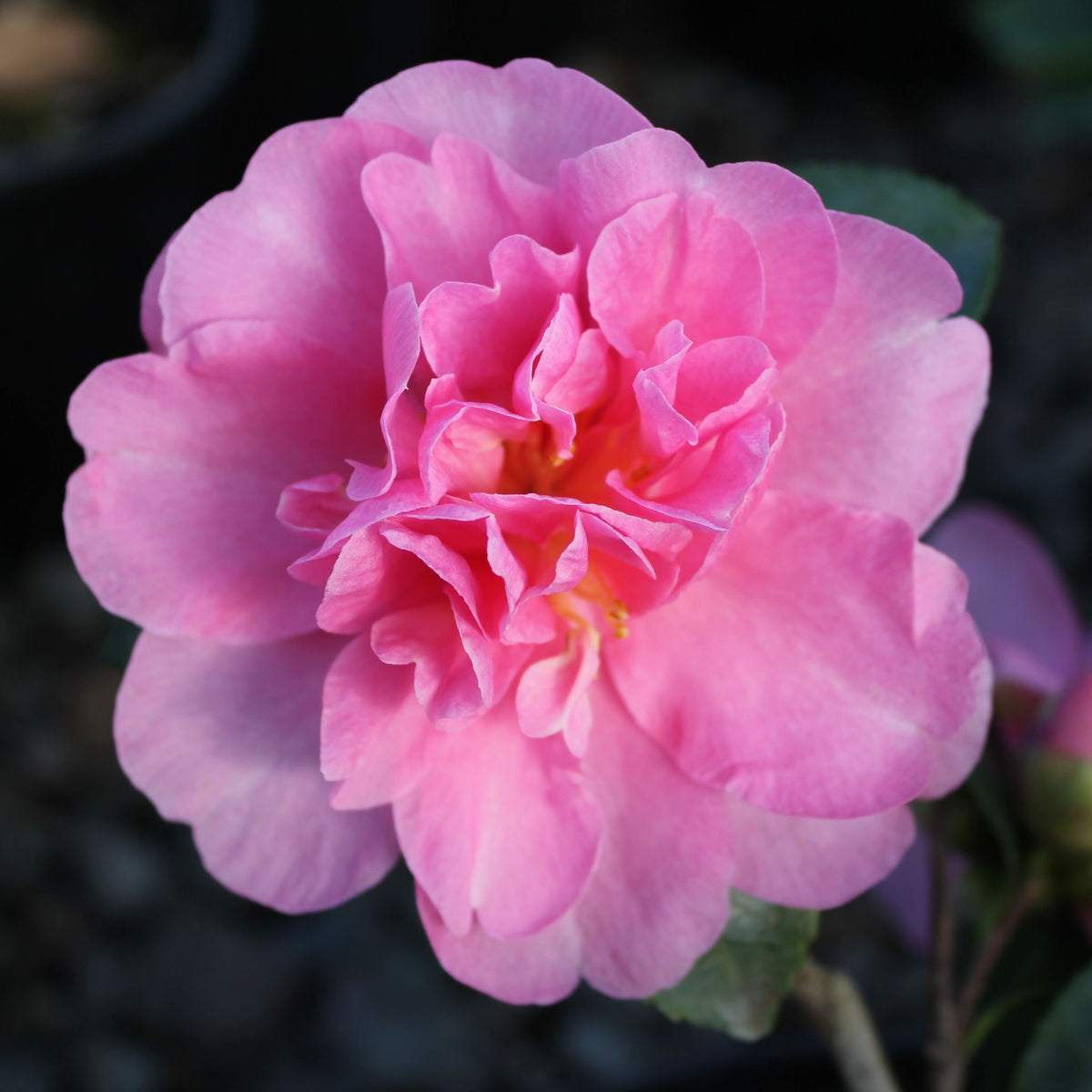 Camellia sas. 'Showa-no-sakae' (pink)