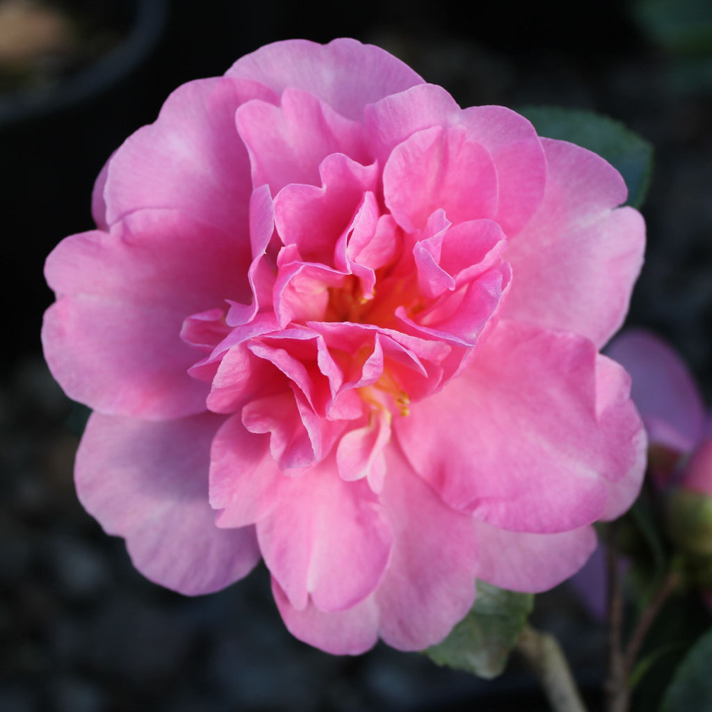 Camellia sas. 'Showa-no-sakae' (pink)