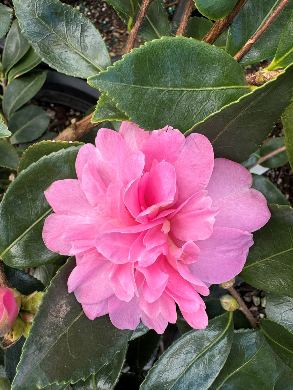 Camellia sas. 'Showa-no-sakae' (pink)
