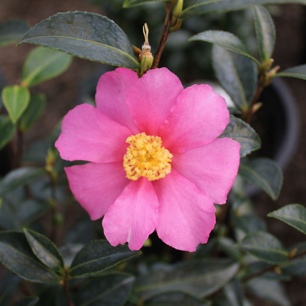 Camellia sas. 'Slim 'N Trim' (pink)