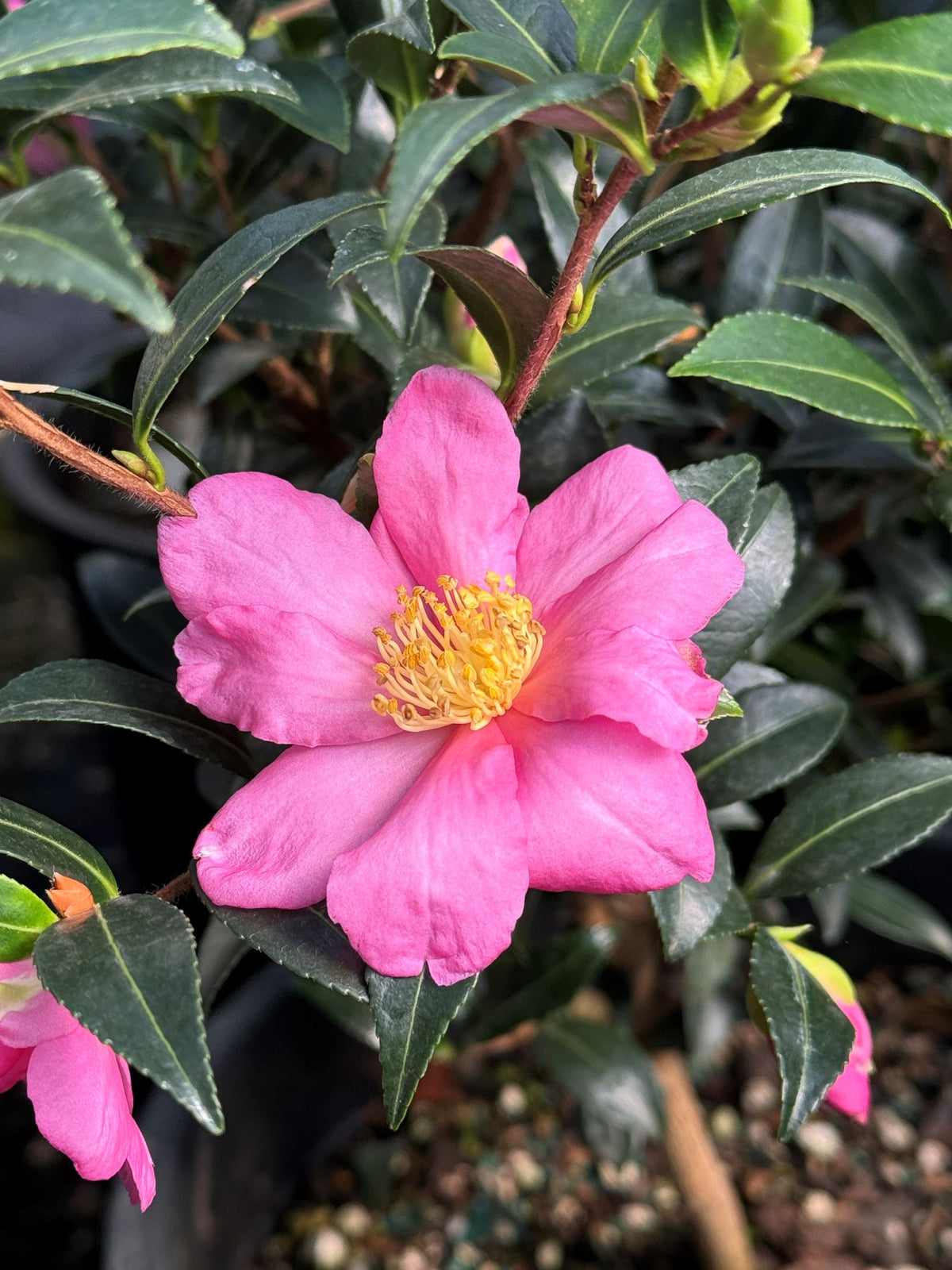 Camellia sas. 'Slim 'N Trim' (pink)