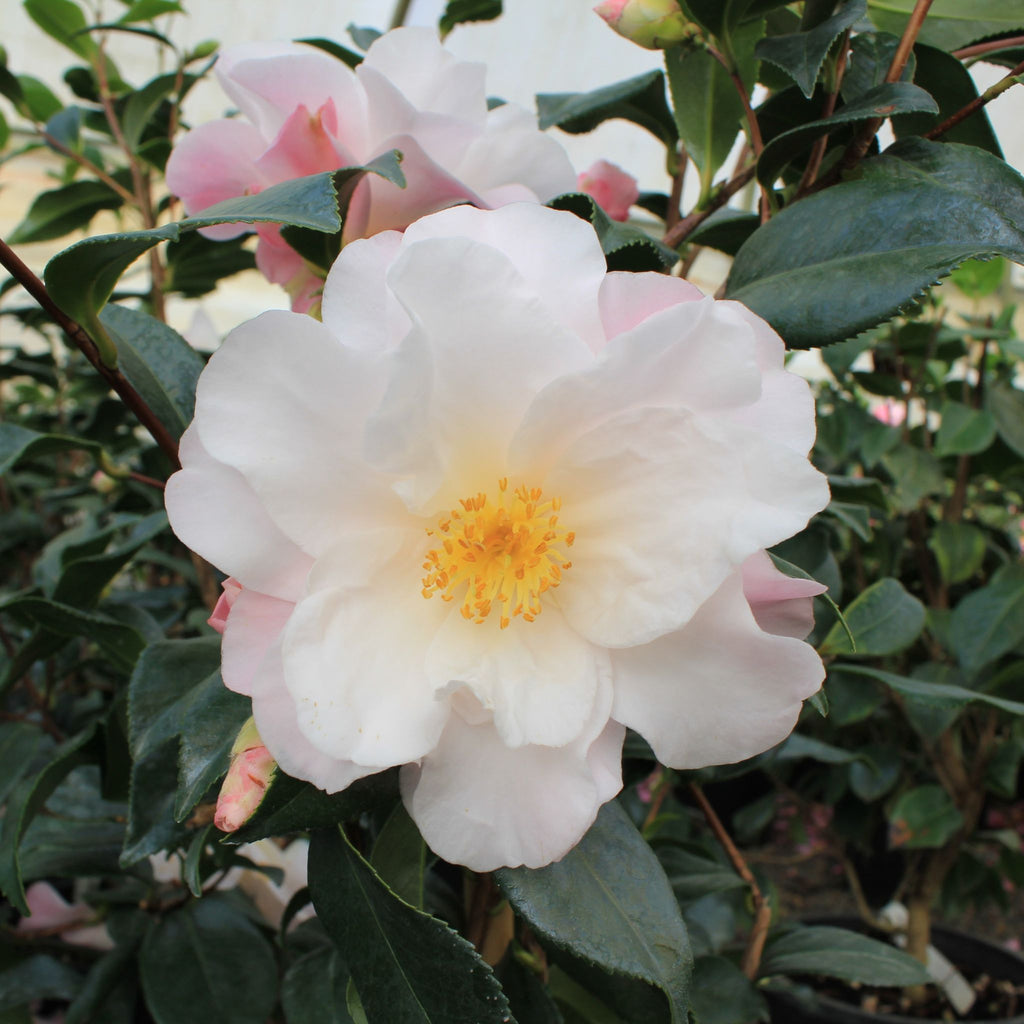 Camellia sas. 'Takarazuka' (pink)