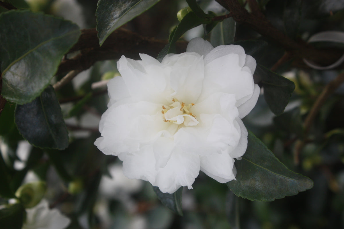 Camellia sas. 'White Doves' (white)