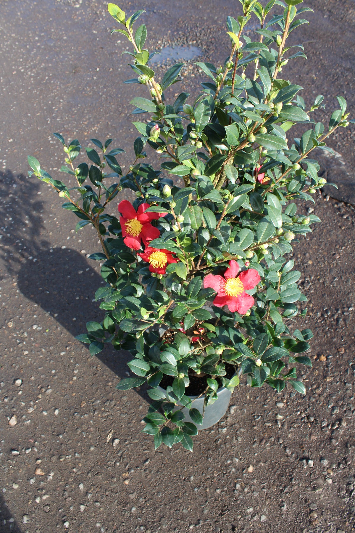 Camellia sas. 'Yuletide' (red)