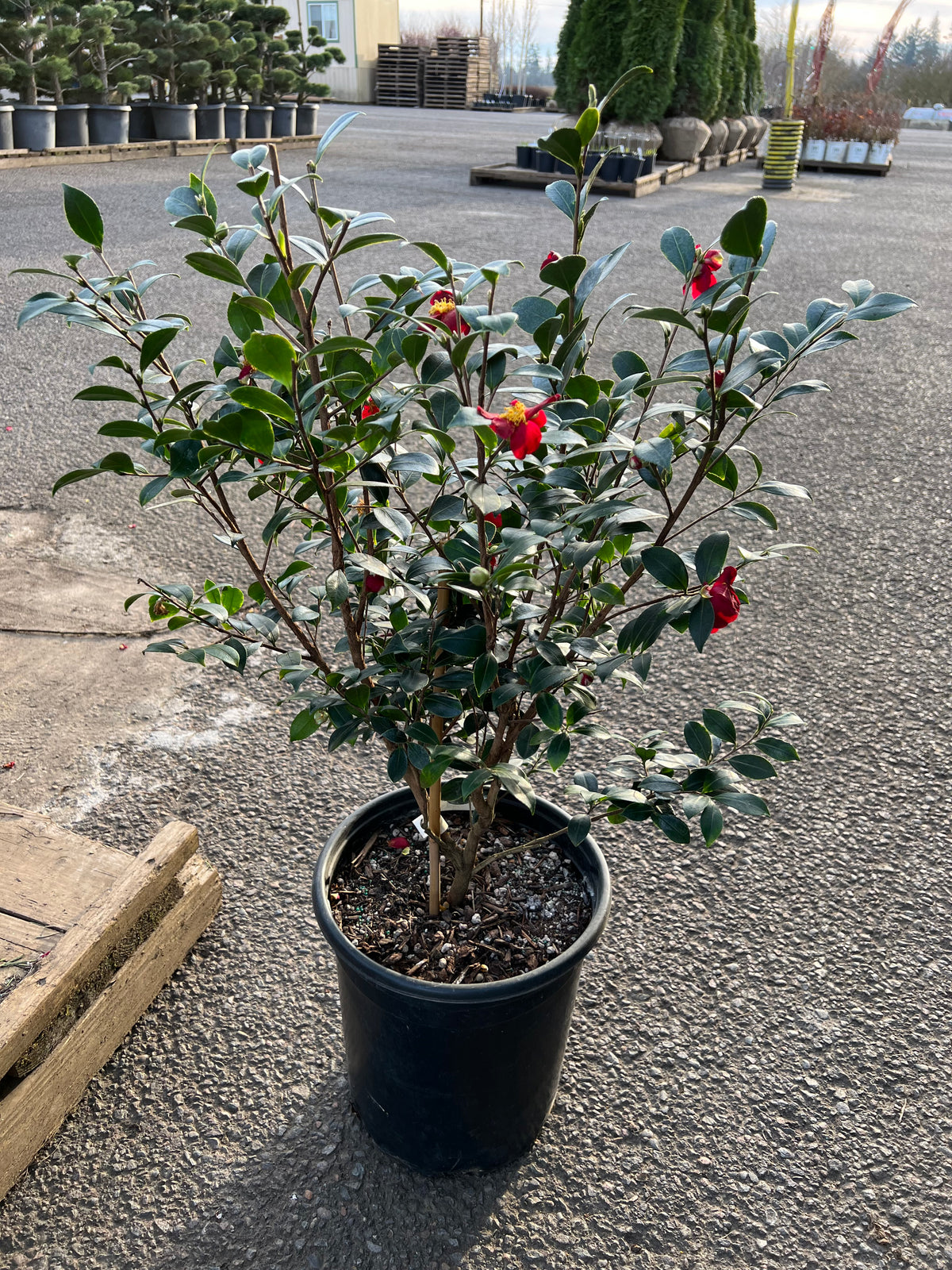 Camellia sas. 'Yuletide' (red)