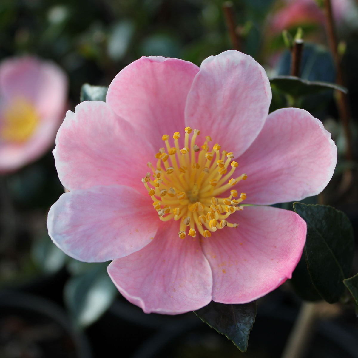 Camellia sas. 'Pink Yuletide' (pink)