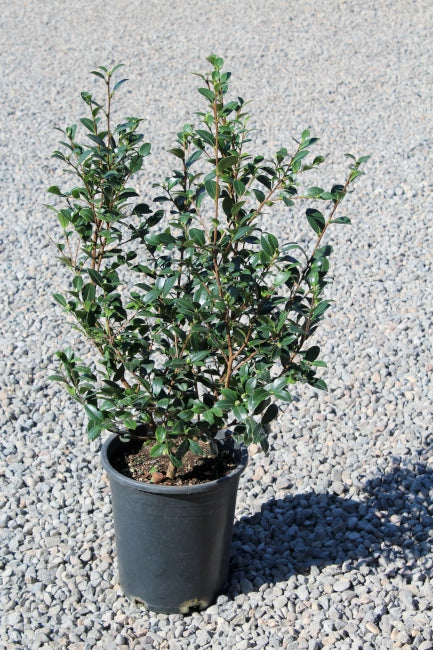 Camellia sas. 'Yuletide' (red)