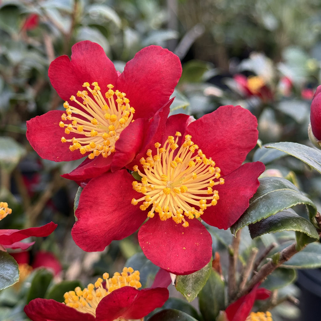Camellia sas. 'Yuletide' (red), ESPALIER