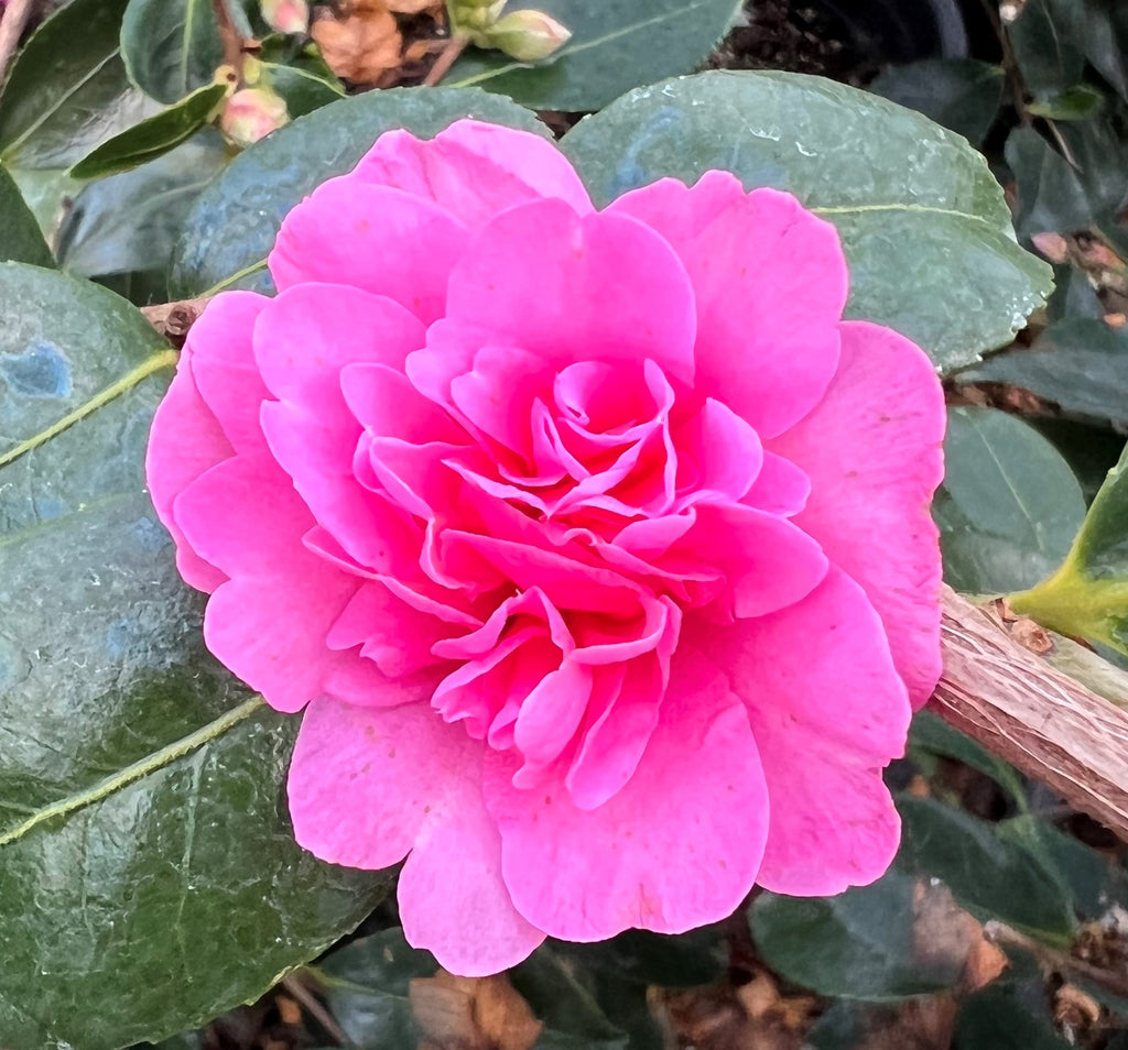 Camellia sas. 'Chansonette'