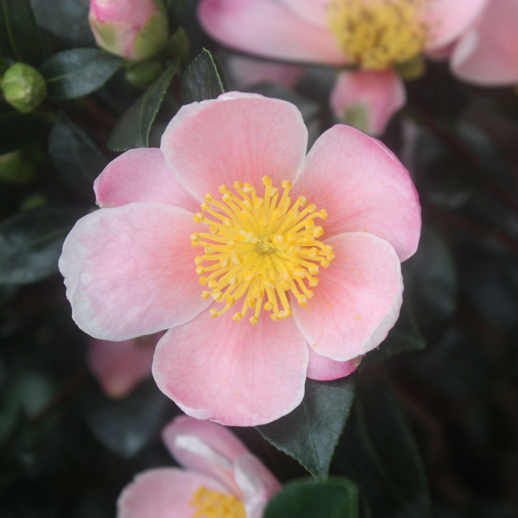 Camellia sas. 'Pink-A-Boo'® PP21687