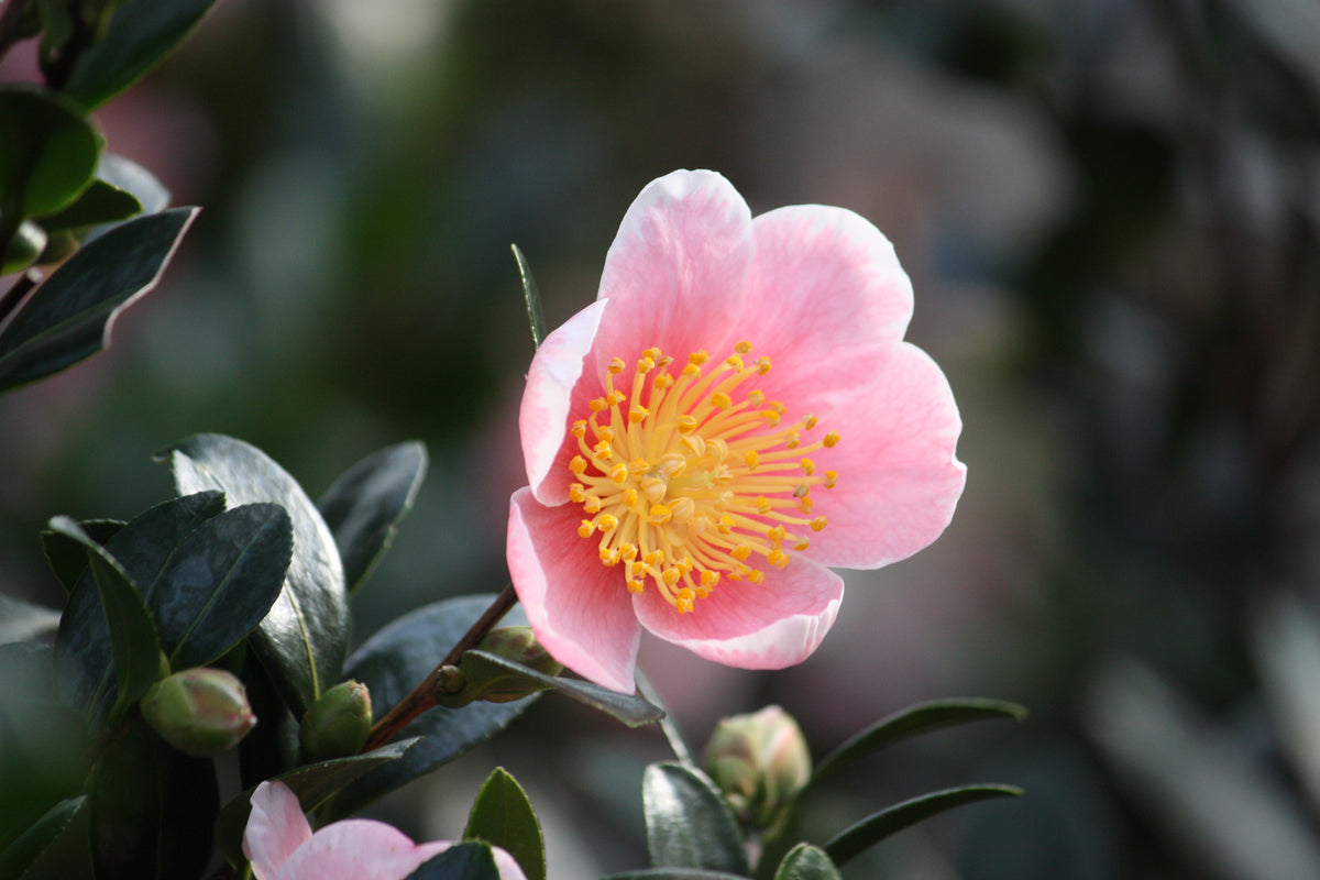 Camellia sas. 'Pink Yuletide' (pink)