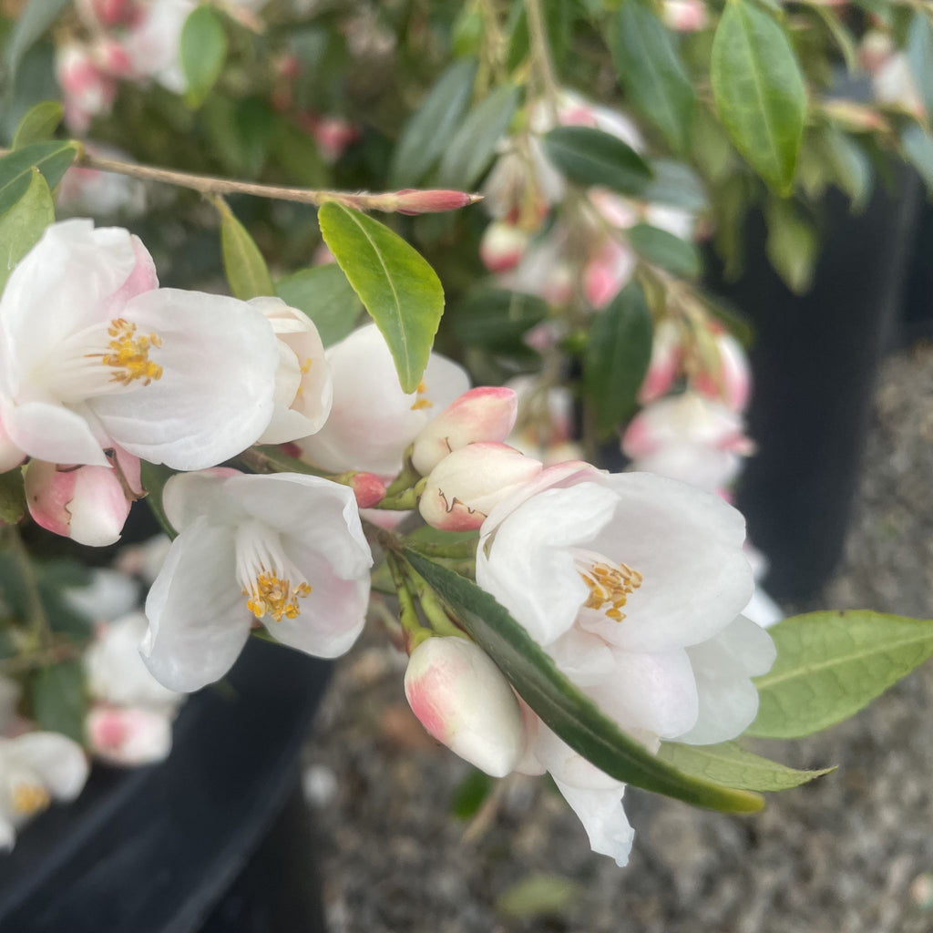 Camellia tsaii 'Elaina' (pink)