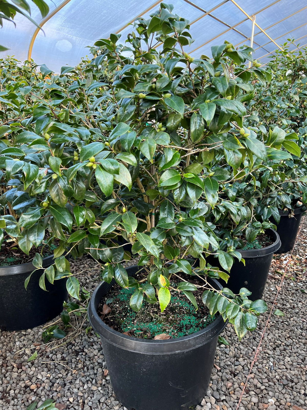 Camellia x 'Rosehill Red' (red)