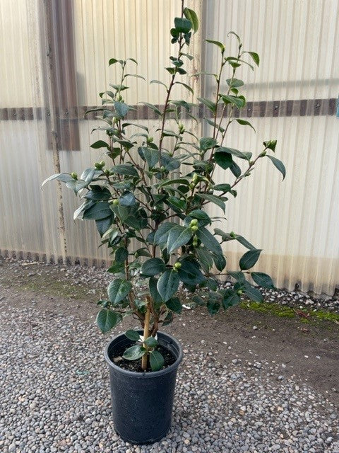 Camellia x 'April Dawn' (white/pink)