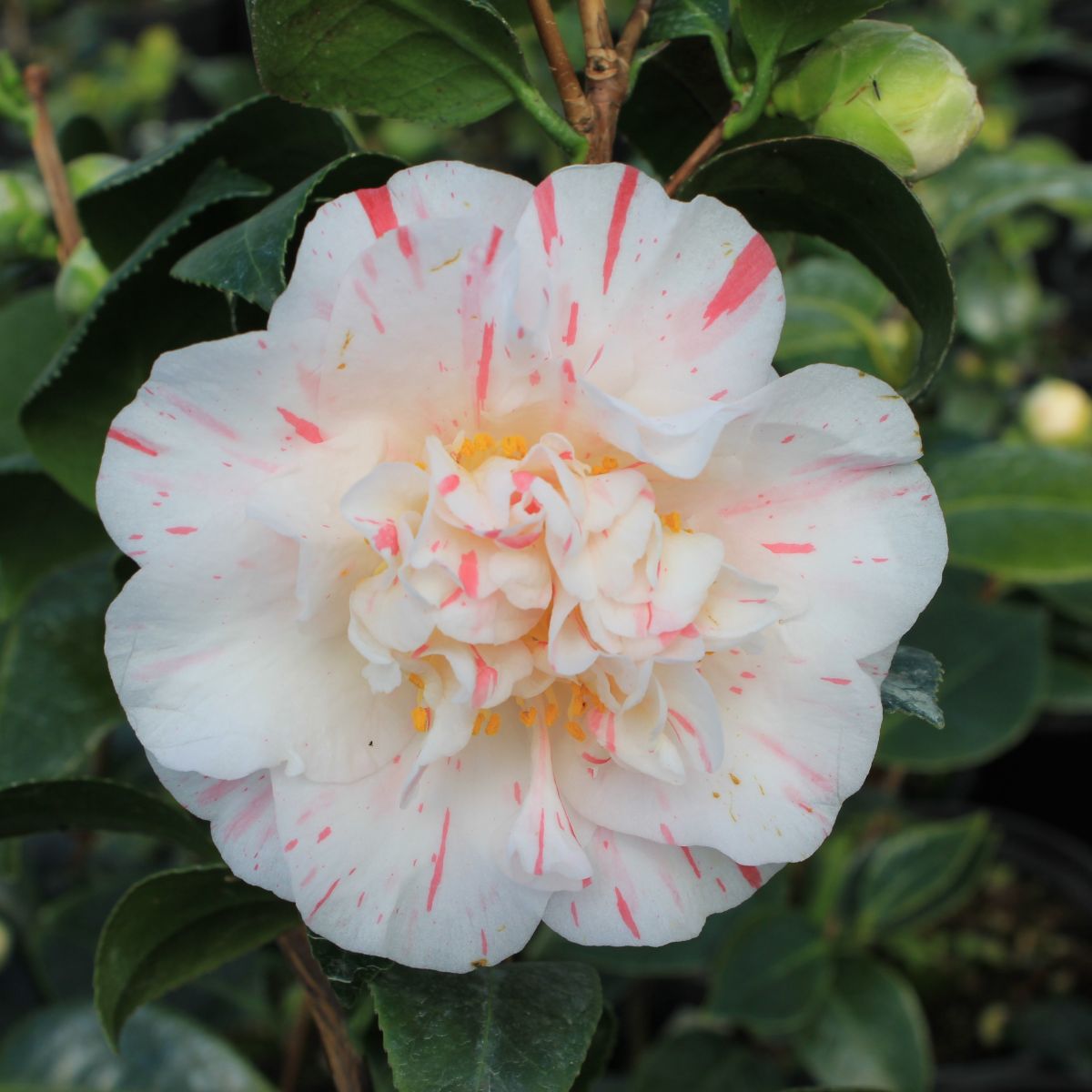 Camellia x 'April Dawn' (white/pink)