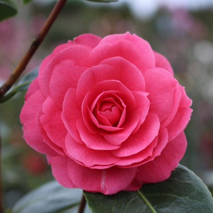 Camellia jap. 'April Kiss' (pink)