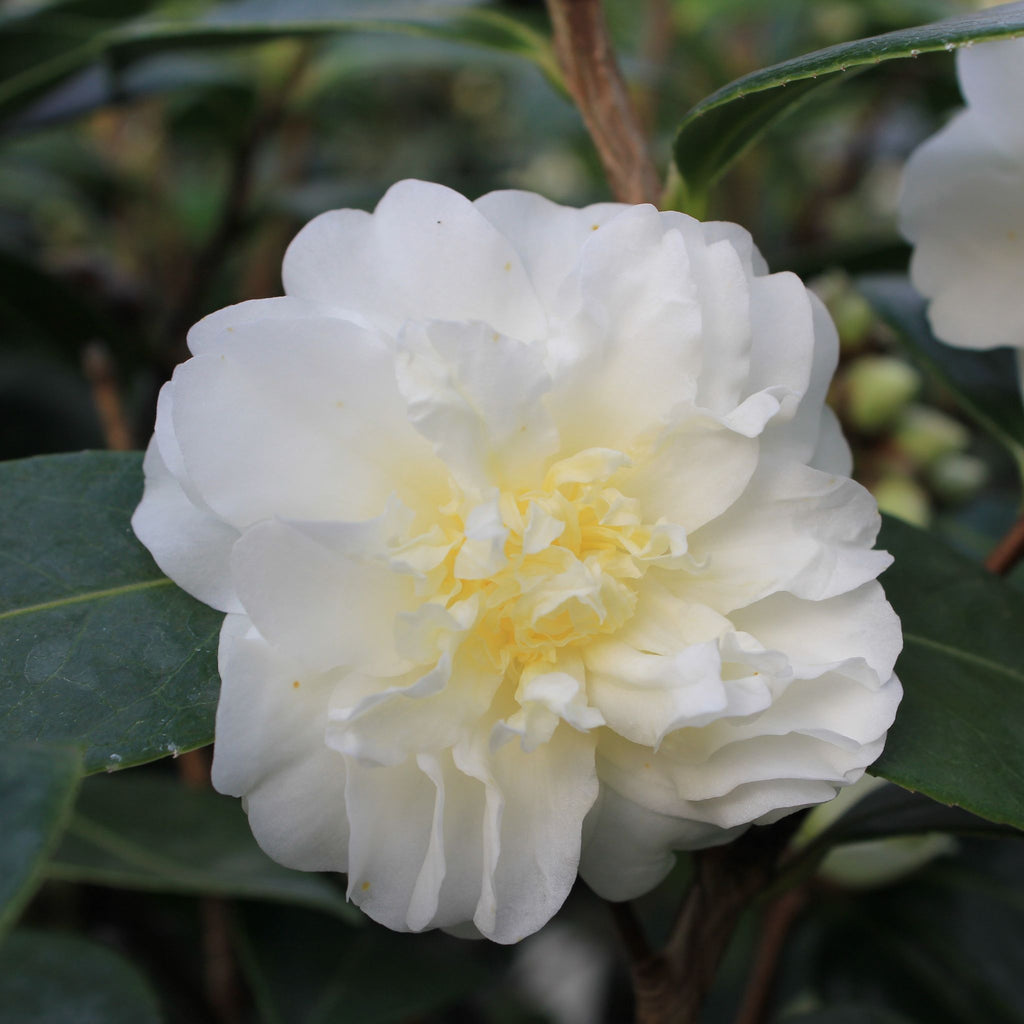 Camellia x 'Buttermint' (creamy yellow)