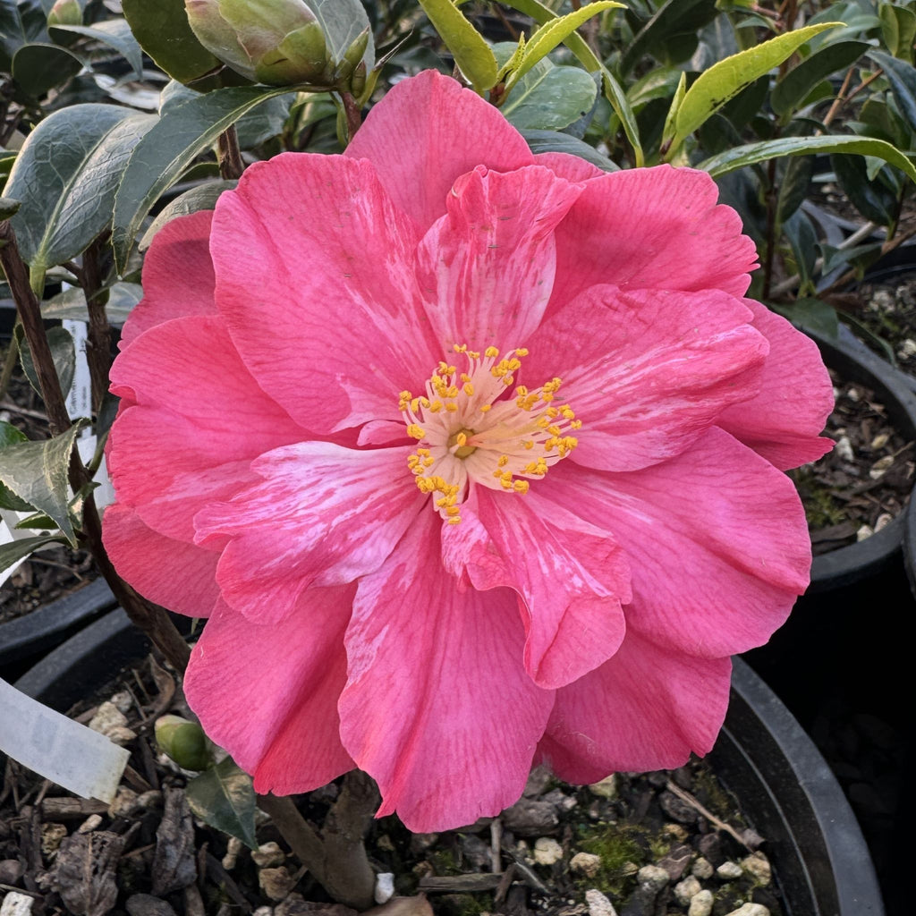 Camellia x 'Coral Delight' (pink)