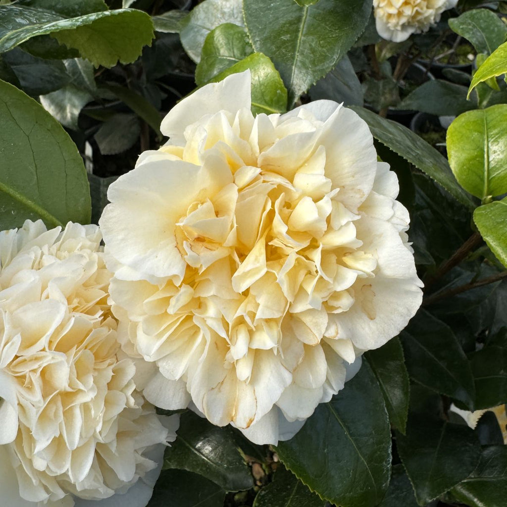 Camellia x 'Jury's Yellow' (cream yellow)