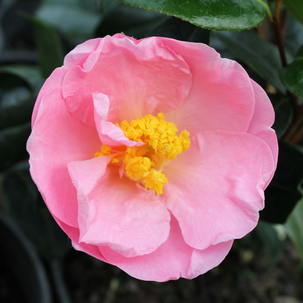 Camellia x 'Pink Icicle' (pink)
