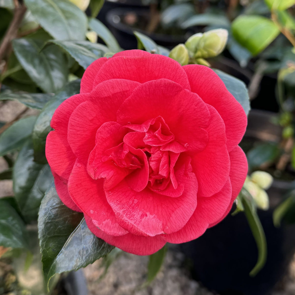 Camellia x 'Rosehill Red' (red)