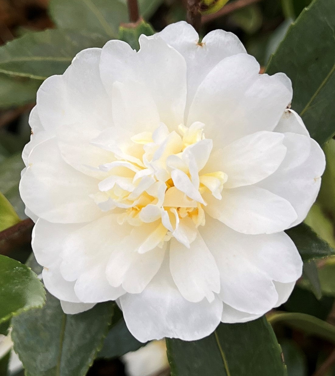 Camellia x 'Snow Flurry' (white)