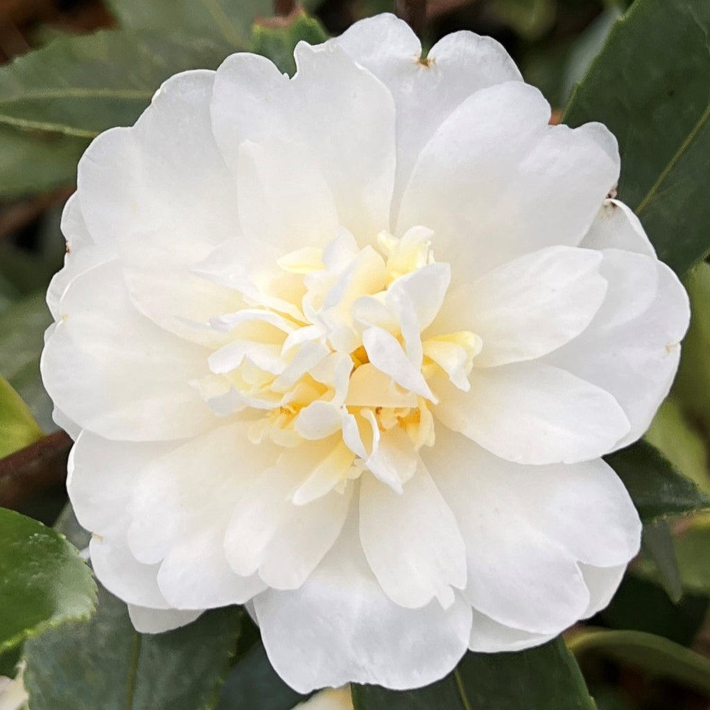 Camellia x 'Snow Flurry' (white)