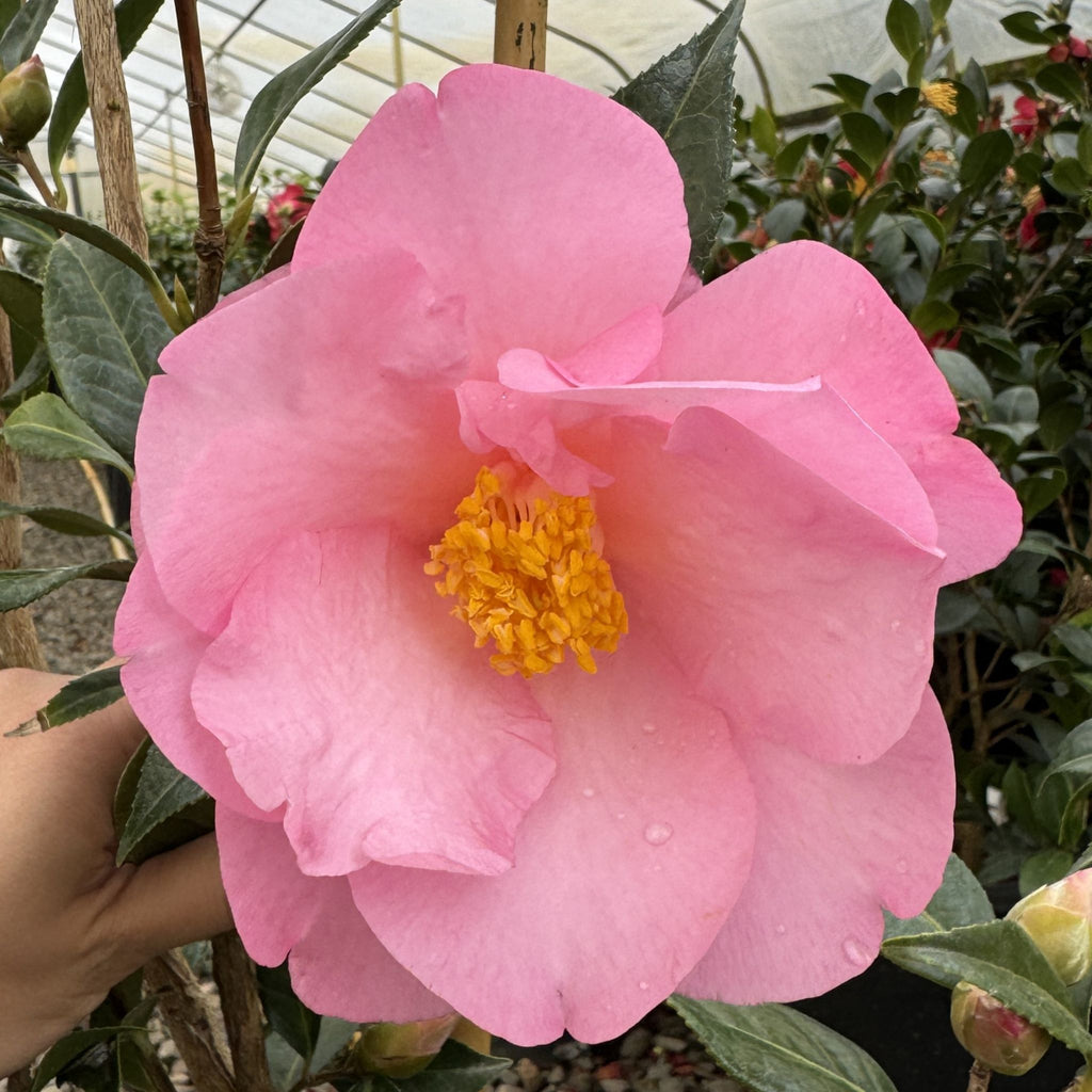 Camellia x 'Taylor's Perfection' (pink), ESPALIER