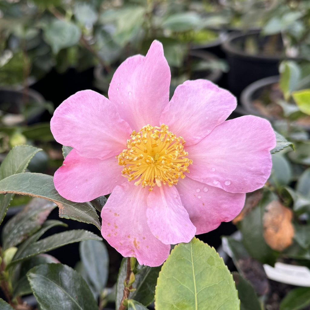 Camellia x 'Winter Dream' (pink), ESPALIER