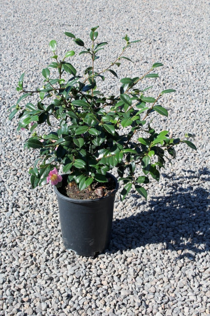 Camellia x 'Winter Dream' (pink)