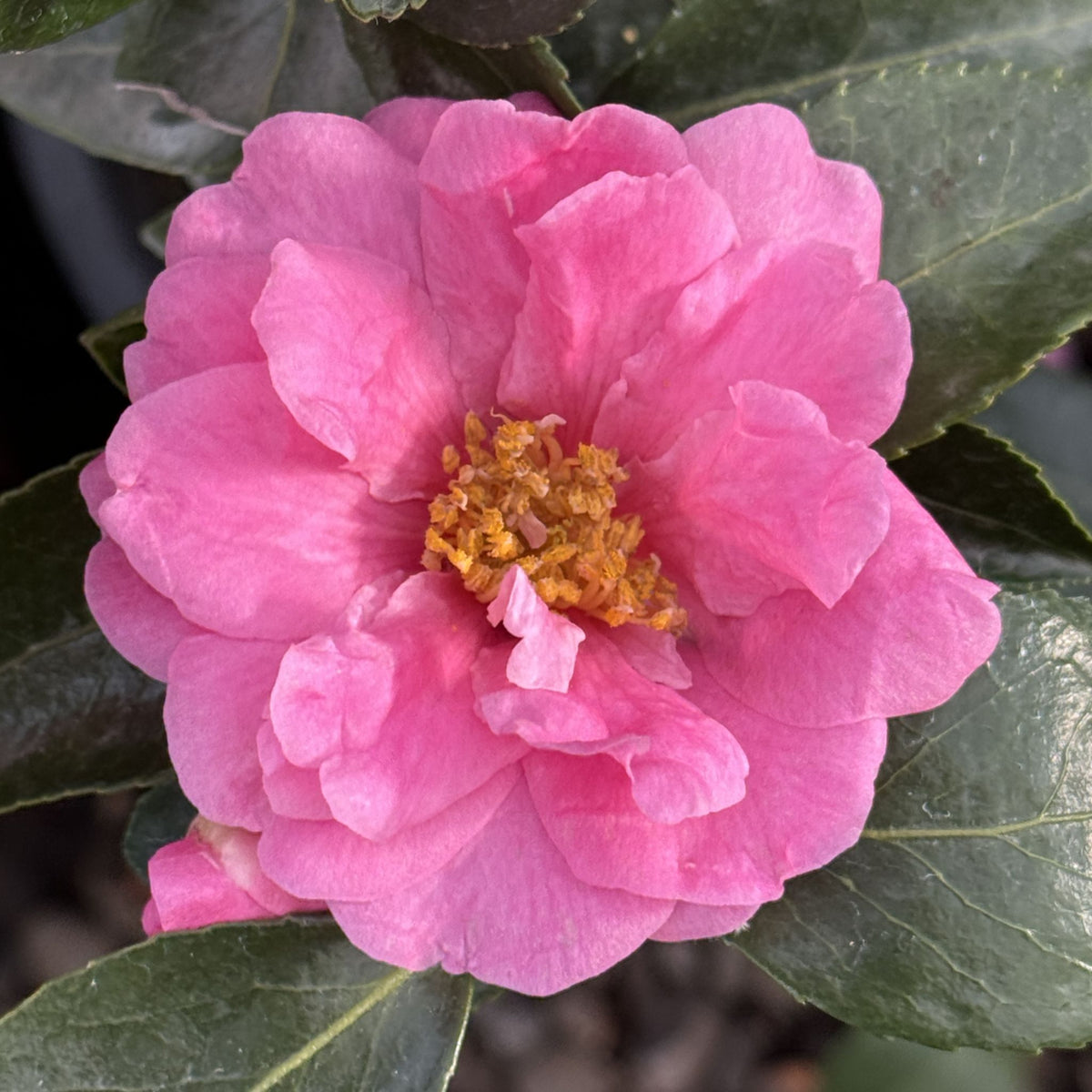 Camellia x 'Winter's Joy' (pink)