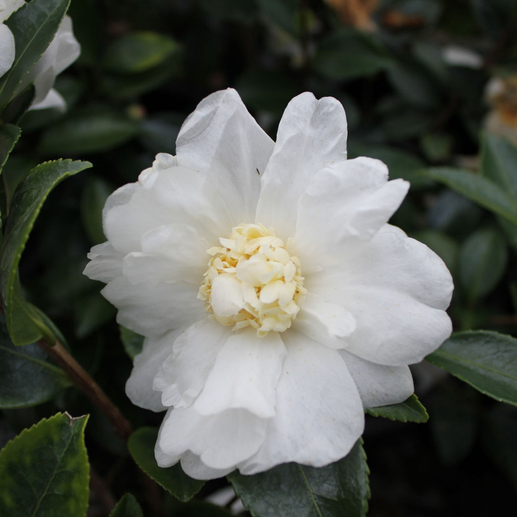 Camellia h. 'Winter's Snowman' (white)
