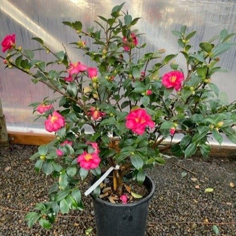 Camellia x 'Winter's Star' (pink/purple)